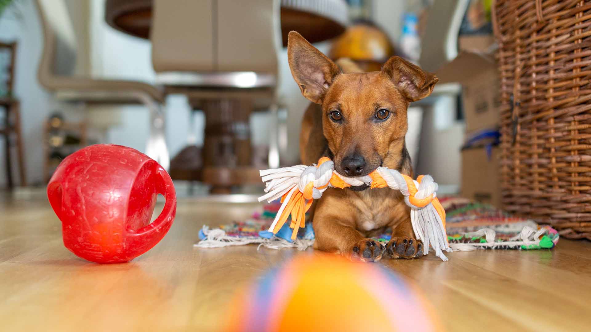 dogs playing