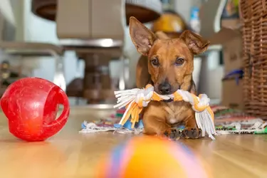 dogs playing