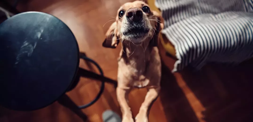 dog ba