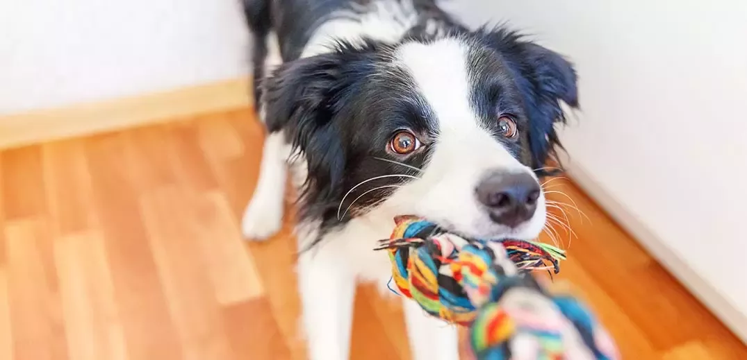 dog 2