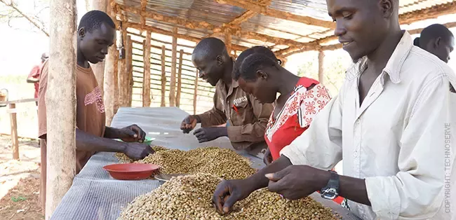 south-sudan-coffee-farmers
